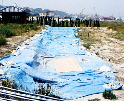 1995年5月 北淡町小倉地区 野島断層